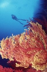 Red and cameleon gorgones at 35m on the UW cliff of Caram... by Jean-claude Zaveroni 